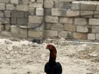 Chickens — foto 1