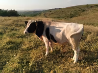 Byk, Russian Black pied cattle — zdjęcie 2