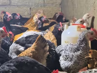 Chickens — foto 2