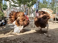 Burbon Qırmızı — foto 7