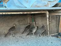 Guinea fowl — Foto 5