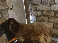 Ram, Sheep — photo 4