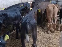 गाय, लिमोज़िन गाय — फ़ोटो 3