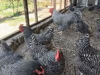 Chickens — photo 4