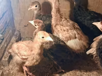 Turkeys — foto 2