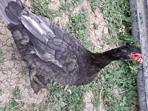 Ducks