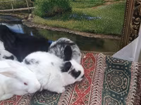Dovşan yemləri 2-azn, 2.50 Bala Dovşanlar 5azn. Apilka (Yonqar — الصورة 5
