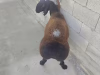 Ram, Sheep — photo 3