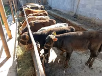 Býk, Swiss cattle — foto 4