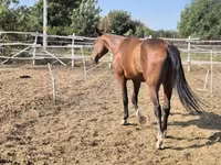 Caballo, Caballos — foto 5