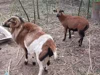 Baran, Cameroon sheep — zdjęcie 8