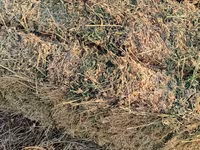 Yonca balyası - Məhsul: Yonca (Medicago sativa) – sahədən presslənmiş — 照片 2