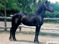Égua, Friesian — foto 5
