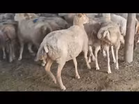 Sheep, Sheep — photo 4