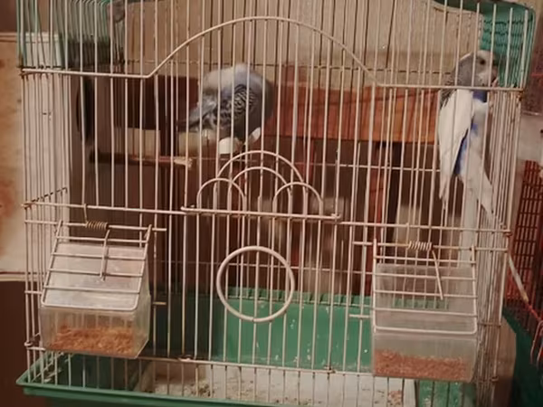Az işlənmiş qəfəs - Növ: quş qəfəsi - Material: metal barmaqlıq