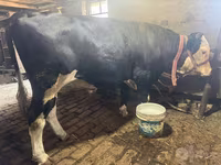 Krowa, Simmental cattle — zdjęcie 3