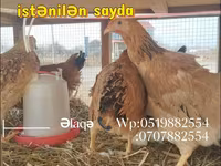 Chickens — الصورة 2