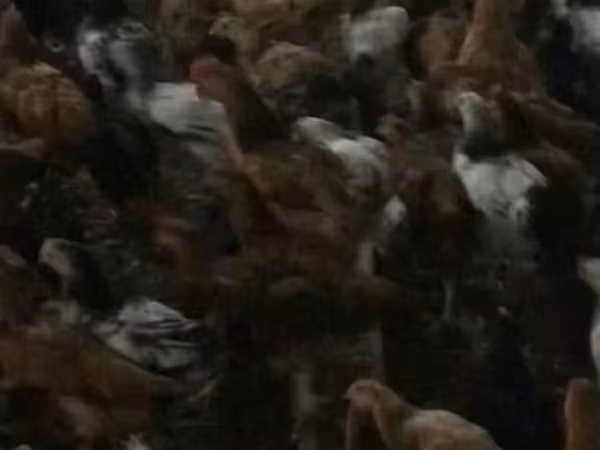 Австралийская бойная