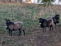 Qoç, Romanov sheep — foto 3