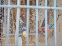 Nimfa (cockatiel) cütlüyü 0507335513 whatsapp - Növ: Nimfa — Foto 1