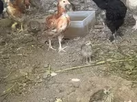Chickens — Foto 4