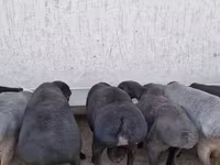 Qoç, Arashan sheep — foto 3