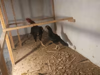 Chickens — photo 3