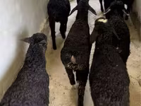 Sheep (batch, sex not specified), Sheep — photo 3