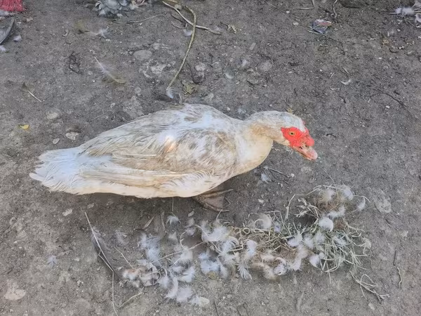 Ducks — Azerbaijan