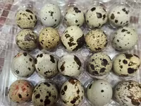 Quails — Foto 4