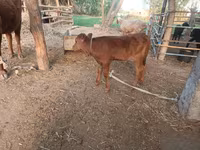 İnək, Red Estonian cattle — foto 3