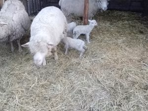 Owca, Merino sheep