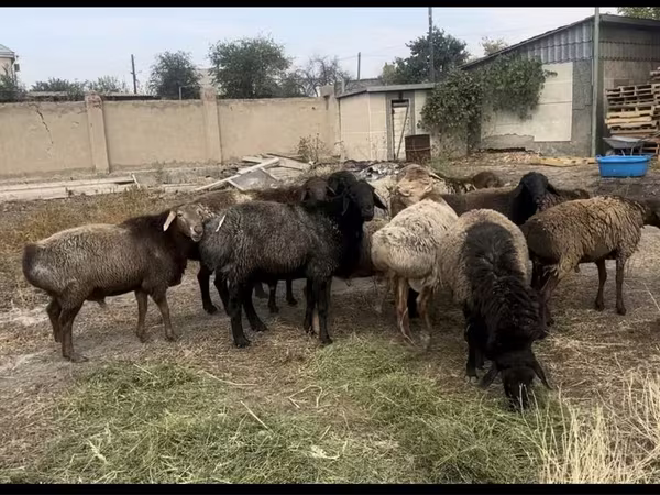 Qoç, Edilbay sheep