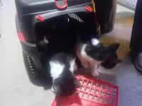 5 Dənə dir. Pulsuz Verlir yaxşı baxan olsun Allaha xatir — الصورة 5
