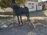 Cavalo, Hungarian horse breed — foto 2