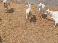 Ziege, Toggenburg goat — Foto 8