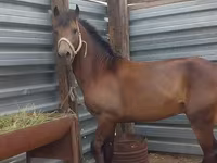 At, Kazakh horse — foto 6