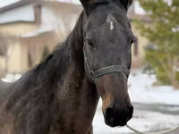 Égua, Akhal-Teke — foto 5