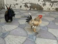 Chickens — photo 4