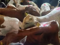 İribuynuzlu mal-qara (partiya, cinsi göstərilməyib), Simmental cattle — foto 3