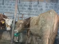 Bull, Cattle — photo 1