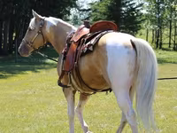 Caballo, American paint horse — foto 2