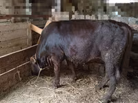 Bull, Aberdeen-Angus — photo 2