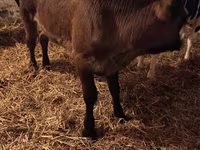 母牛, Aberdeen-Angus — 照片 1