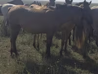 Madyan, Mugalzhar horse — foto 8