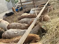 Oveja, Ovejas — foto 5