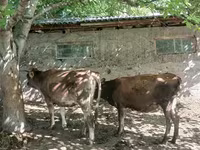 Buğa, Mal-qara — foto 3