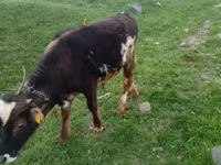 Bull, Cattle — photo 1