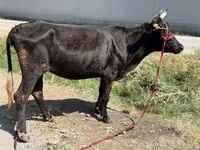Vaca, Ganado vacuno — foto 2