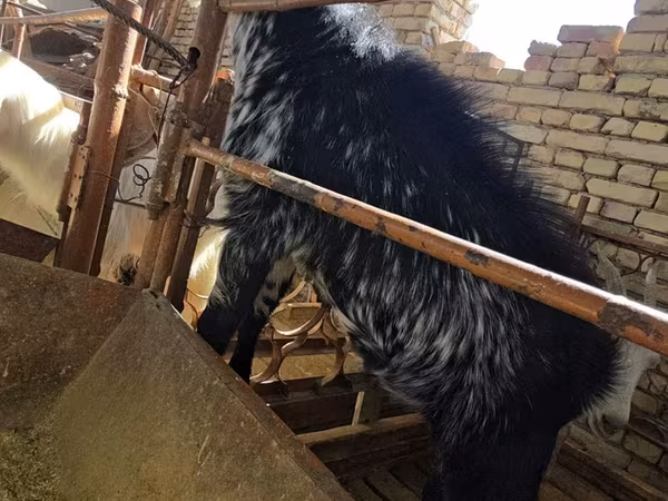 Kozel, Kozy